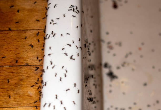 Best Ant Control Services  in East Valley, NV