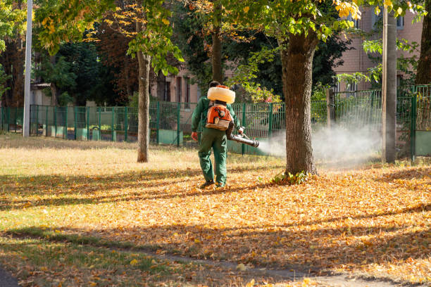 Wasp Removal Services in East Valley, NV